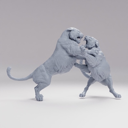 Picture of Bengail Tigers Fight
