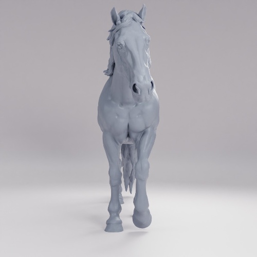 Picture of Camargue Horse