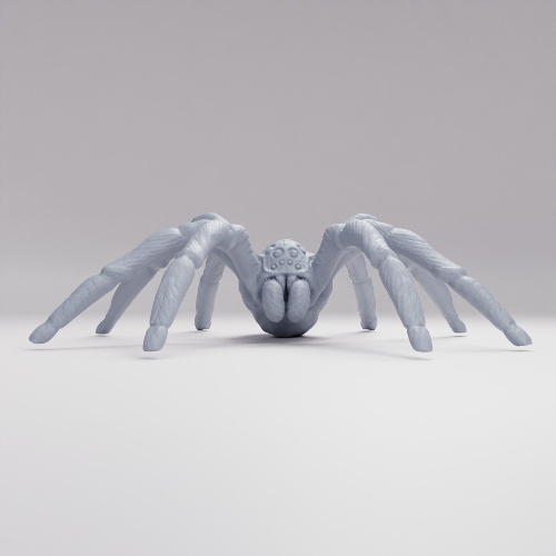 Picture of Giant Wolf Spider
