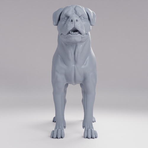 Picture of Rottweiller